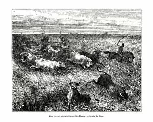 Livestock, Los Llanos, Venezuela, 19th century. Artist: Edouard Riou