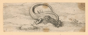 Pen On Paper Prints: Lizard, 1601/1700. Creator: Unknown