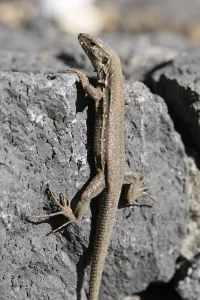 La Palma Prints: Lizard, La Palma, Canary Islands, Spain, 2009