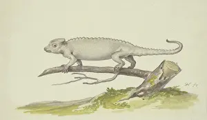 Natural History Prints: Lizard or salamander facing to the left, 17th century. Creator: Pieter Holsteyn
