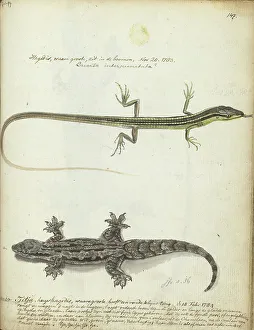 Java Indonesia Prints: Lizard and Tjitjak, 1784. Creator: Jan Brandes