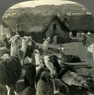 Llamas, S. American Cousins of the Camel, Resting between Journeys, Cerro de Pasco, Peru Llamas, S. American Cousins of the Camel, Resting between Journeys, Cerro de Pasco, Peru