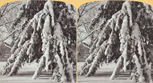 Bennett H H Prints: Loaded down with snow, 1870 / 89. Creator: Henry Hamilton Bennett
