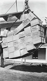 Ray Finned Fish Prints: Loading boxes of salmon Petersburg, between c1900 and c1930. Creator: Unknown