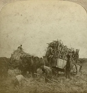 Sugarcane Prints: Loading cane, sugar plantation, Louisiana, USA. Artist: Underwood & Underwood