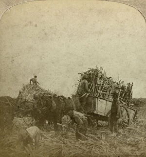 Sugar Plantation Collection: Loading cane, sugar plantation, Louisiana, USA. Artist: Underwood & Underwood