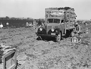 Trucks Collection: Loading carrots in the field near Holtville, California, 1939. Creator: Dorothea Lange