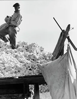 Sacks Prints: Loading cotton, San Joaquin Valley, California, 1936. Creator: Dorothea Lange