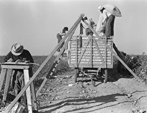 Cotton Sack Prints: Loading cotton, San Joaquin Valley, California, 1936. Creator: Dorothea Lange
