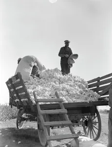 Sacks Prints: Loading cotton, Southern San Joaquin Valley, California, 1936. Creator: Dorothea Lange