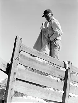 Sacks Prints: Loading cotton, Southern San Joaquin Valley, California, 1936. Creator: Dorothea Lange