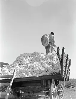 Sacks Prints: Loading cotton, Southern San Joaquin Valley, California, 1936. Creator: Dorothea Lange