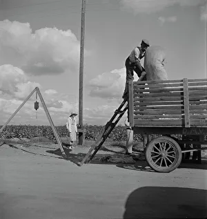 Weighing Prints: Loading cotton after weighing, San Joaquin Valley