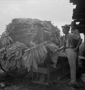 Crop Prints: Loading cured tobacco for market, Georgia, 1937. Creator: Dorothea Lange