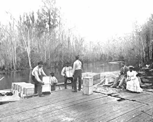 Loading oranges on the Ocklawaha River, Florida, USA, c1900. Creator: Unknown