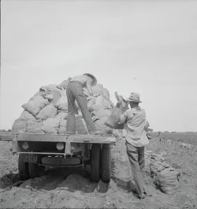 Sacks Prints: Loading a potato truck as it goes down the rows