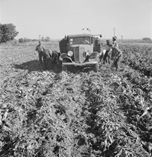 Back Breaking Prints: Loading a truck in a sugar beet field