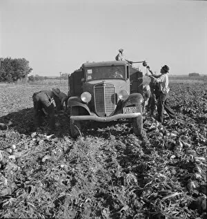 Bending Gallery: Loading truck in sugar beet field, near Ontario, Malheur County, Oregon, 1939