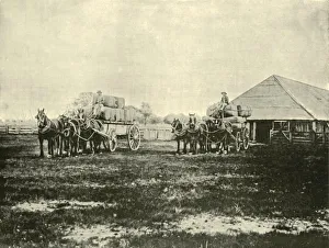Storehouse Prints: Loading Wool, Warrawooh Station, Wimmera, 1901. Creator: Unknown