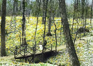 Lantern Slides Hand Colored 1920 Gmgpc Prints: Lob's Wood, Carl H. Krippendorf house
