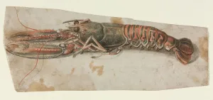 Heightened With White Gouache Prints: Lobster, 1600s. Creator: Anonymous