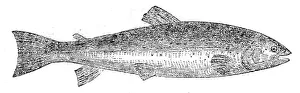 Trout Prints: The Loch Leven Trout, 1862. Creator: Unknown