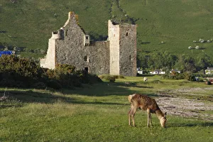 North Ayrshire Prints: Lochranza Castle, Arran, North Ayrshire, Scotland
