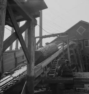 Sawmill Prints: Log chute at Pelican Bay Lumber Company mill