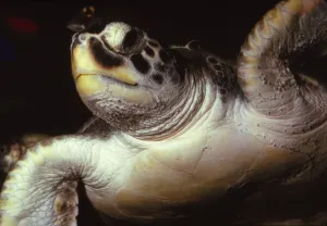 Loggerhead Turtle, (Caretta Caretta), 20th century. Artist: CM Dixon Loggerhead Turtle, (Caretta Caretta), 20th century. Artist: CM Dixon