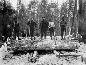 Logging Prints: The Loggers, between 1880 and 1899. Creator: Unknown