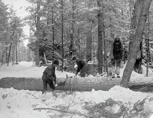 Logging Prints: Logging, cutting lengths, between 1880 and 1899. Creator: Unknown