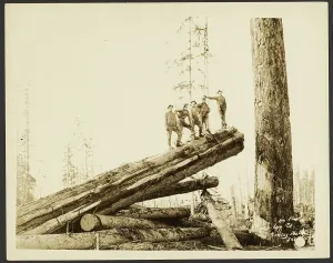 Logging Prints: Logging/ Timber Scene, about 1910-1945. Creator: Darius Kinsey