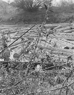 Logs at sawmill on Marys River near Corvallis, Oregon, 1939. Creator: Dorothea Lange