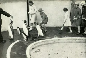 Penguin Prints: At the London Zoo - at the Penguin Pool, 1939, (1947). Creator: Unknown