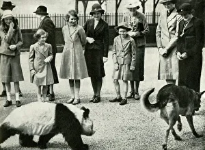 Windsor Margeret Prints: At the London Zoo - watching the antics of a baby panda, 1939, (1947). Creator: Unknown