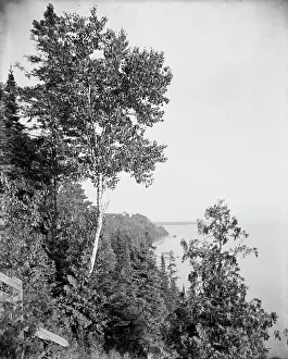 Lone birch, Mackinac Island, Mich. The, between 1900 and 1906. Creator: Unknown