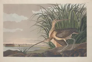 Wading Bird Gallery: Long-billed Curlew, 1834. Creator: Robert Havell