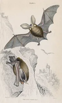 Macgillivray Prints: Long-eared bat (Plectorus auritus), 1828