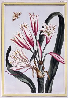 Long Leaved Amaryllis, pub. 1776. Creator: Pierre Joseph Buchoz (1731-1807) Long Leaved Amaryllis, pub. 1776. Creator: Pierre Joseph Buchoz (1731-1807)
