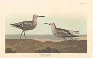 Sandpiper Prints: Long-legged Sandpiper, 1836. Creator: Robert Havell