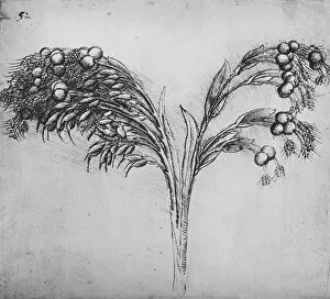 Reynal Hitchcock Collection: A Long-Stemmed Plant, c1480 (1945). Artist: Leonardo da Vinci