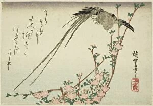 Plumage Gallery: Long-tailed bird and peach blossoms, 1830s. Creator: Ando Hiroshige