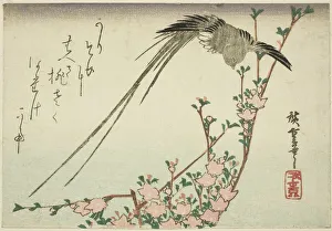 Plumage Gallery: Long-tailed bird and peach blossoms, 1830s. Creator: Ando Hiroshige