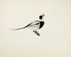 1836 Prints: Long-tailed Duck, 1836. Creator: Magnus von Wright