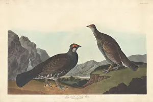 Long-tailed or Dusky Grous, 1837. Creator: Robert Havell