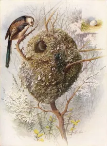 Arthur Landsborough Prints: Long-Tailed Tit - Acred ula cauda ta, c1910, (1910). Artist: George James Rankin