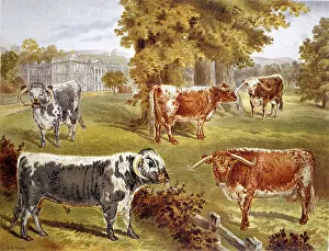 Longhorn cattle owned by Sir John Harpur-Crewe, Calke Abbey, 1885