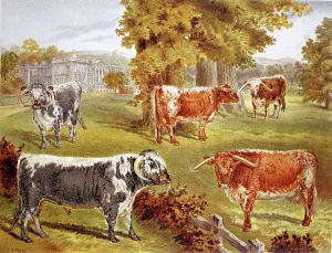 Longhorn cattle owned by Sir John Harpur-Crewe, Calke Abbey, 1885 Longhorn cattle owned by Sir John Harpur-Crewe, Calke Abbey, 1885