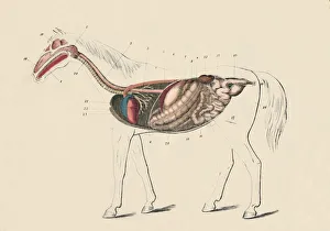 Cross Section Gallery: Longitudinal Section of the Horse, c1879. Creator: Unknown