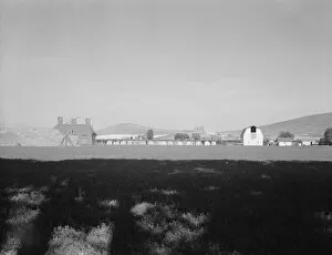 Kiln Gallery: Looking across alfalfa field, late afternoon, Moxee Valley district, Yakima Valley, Washington